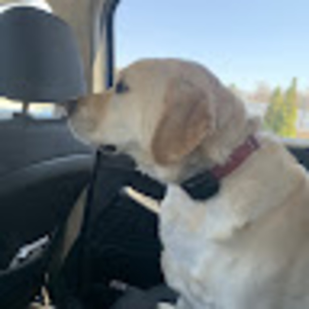 Meet your Posher, Abby